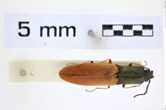 Foto (Dorsalansicht) von Corymbitodes nikkoensis (Jakobson, 1913) (NHMW-ZOO-COL-0008319)